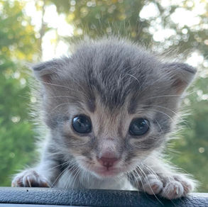 What To Do If You Find Kittens Outdoors (And When to Wait)