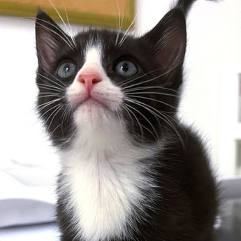 Tuxedo kitten