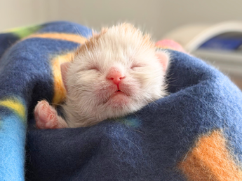 Why Neonatal Kittens Are the Most Vulnerable Animals in Shelters