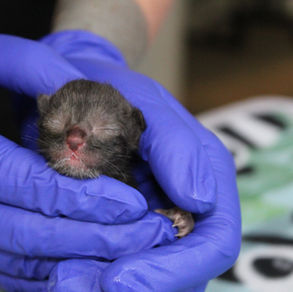 Gloved hands holding newborn black kitten