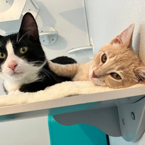 Two cats laying together