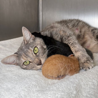 Can a Cat Get Pregnant While Nursing?