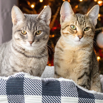 Two kittens by Christmas tree