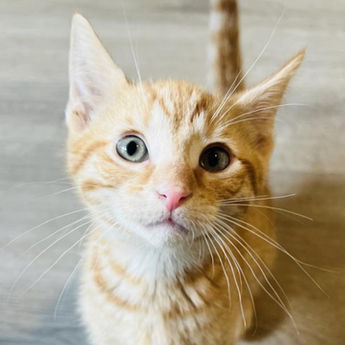 Understanding the Most Common Causes of Diarrhea in Kittens