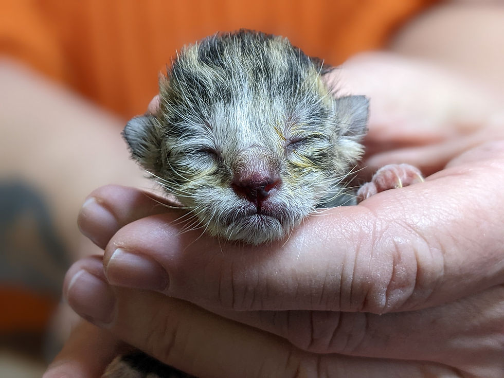 newborn kitten being held