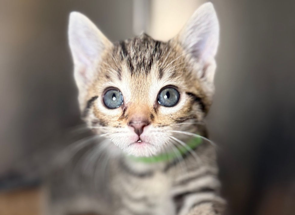Why Do Kittens Get Diarrhea? (And When to Worry)