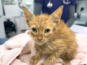 Orange kitten at the vet
