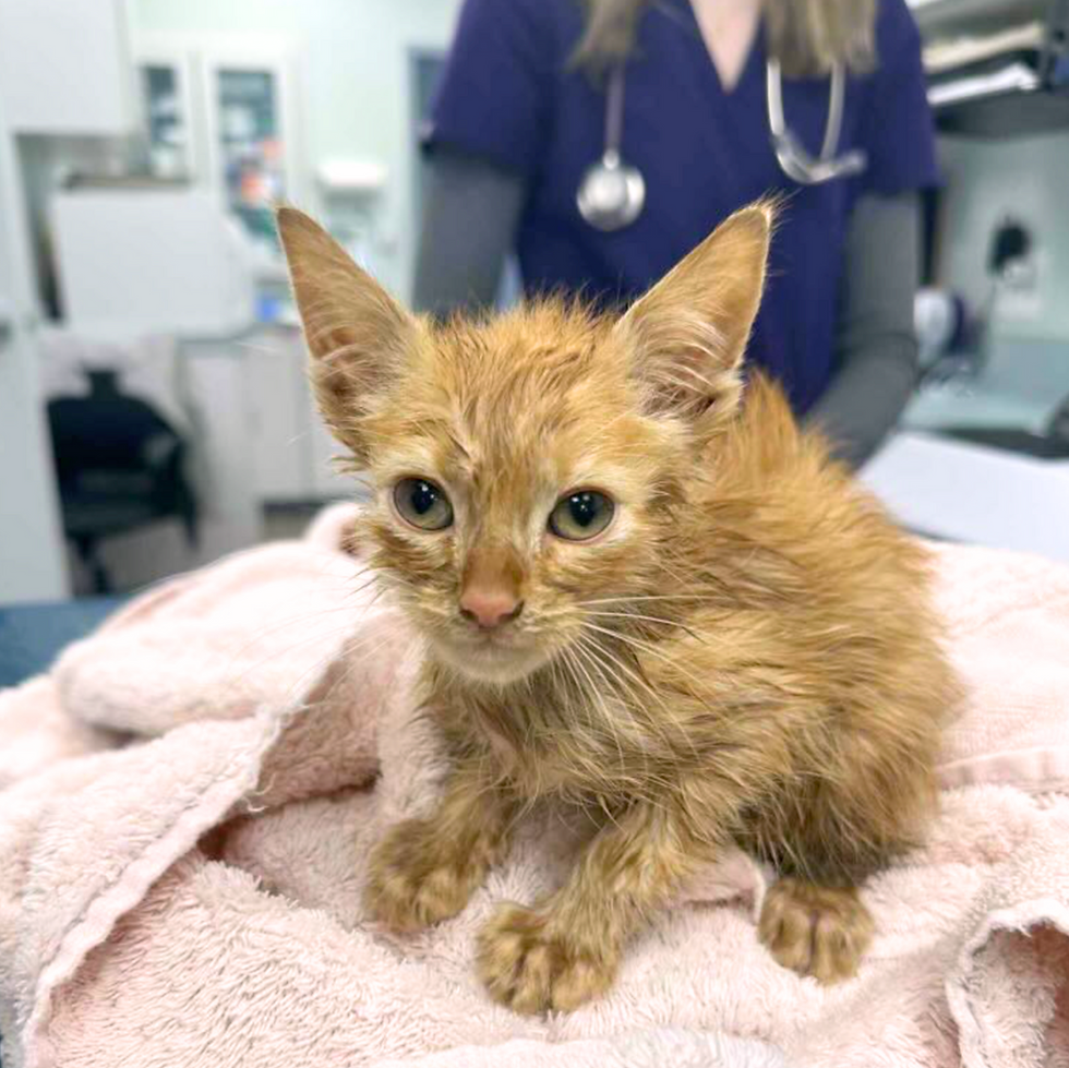 Orange kitten at the vet