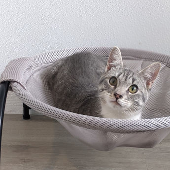 How to Kitten-Proof Your Home Before Adopting