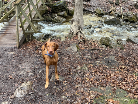 Comprehensive Guide to Puppy Adoption Preparation and Consultations