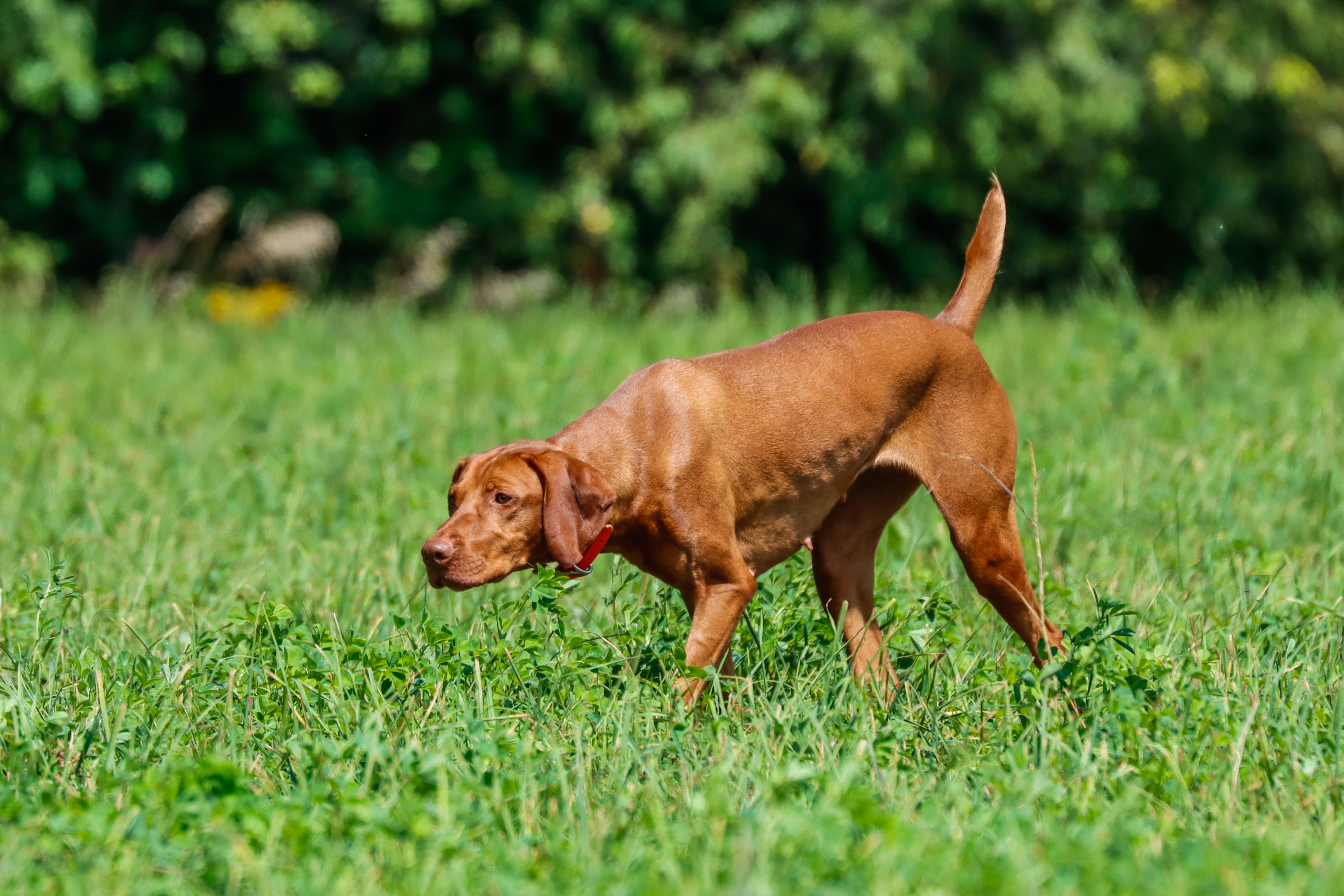 Writer: Happy Hunter Vizsla