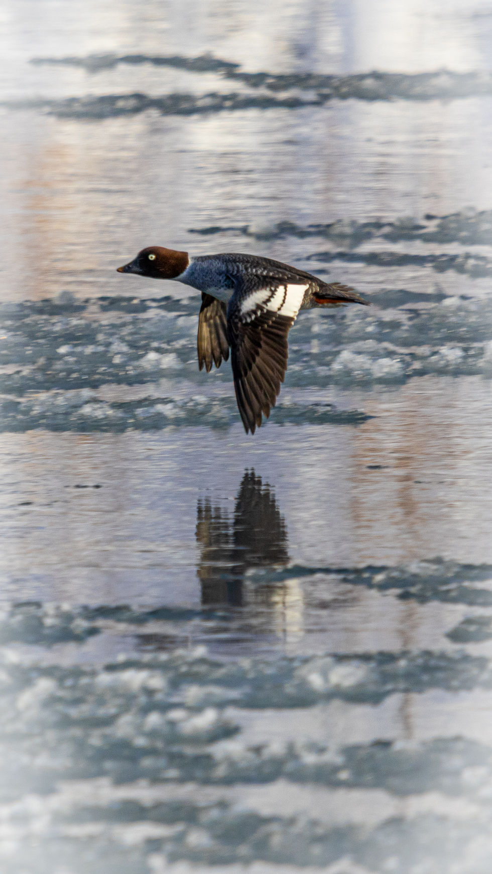 Cold, Ice river, duck, flying, winter, Alberta