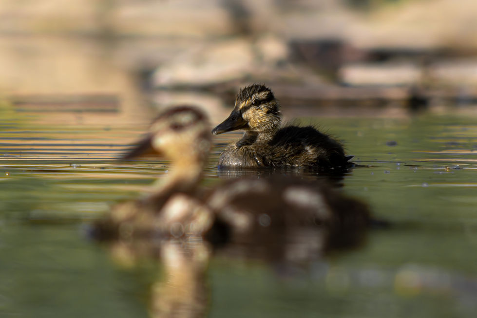 ducklings, adorable, swimming, Calgary, Alberta, Wildlife photography