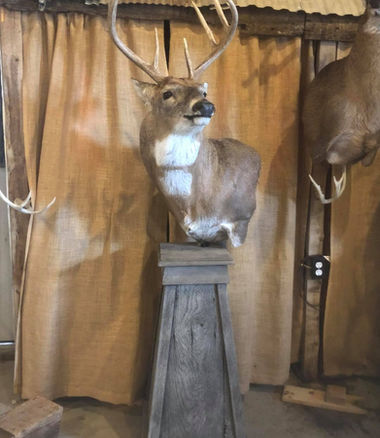 wsw mount 6.jpeg
