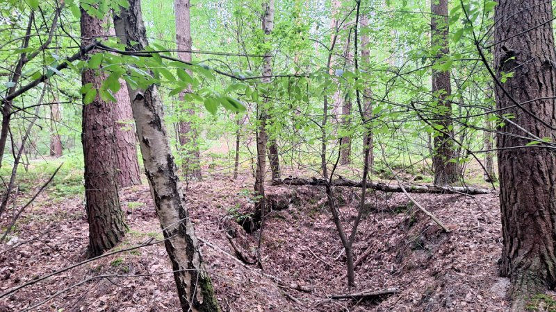Der Wald bietet eine große Auswahl an Löchern und Senken / Foto: Gert Schmidko