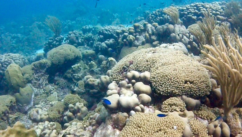 bonaire coral