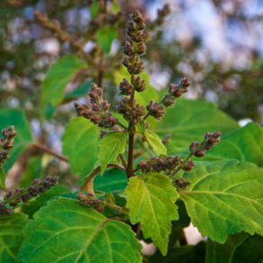 Incienso de Pachulí. Propiedades y Usos
