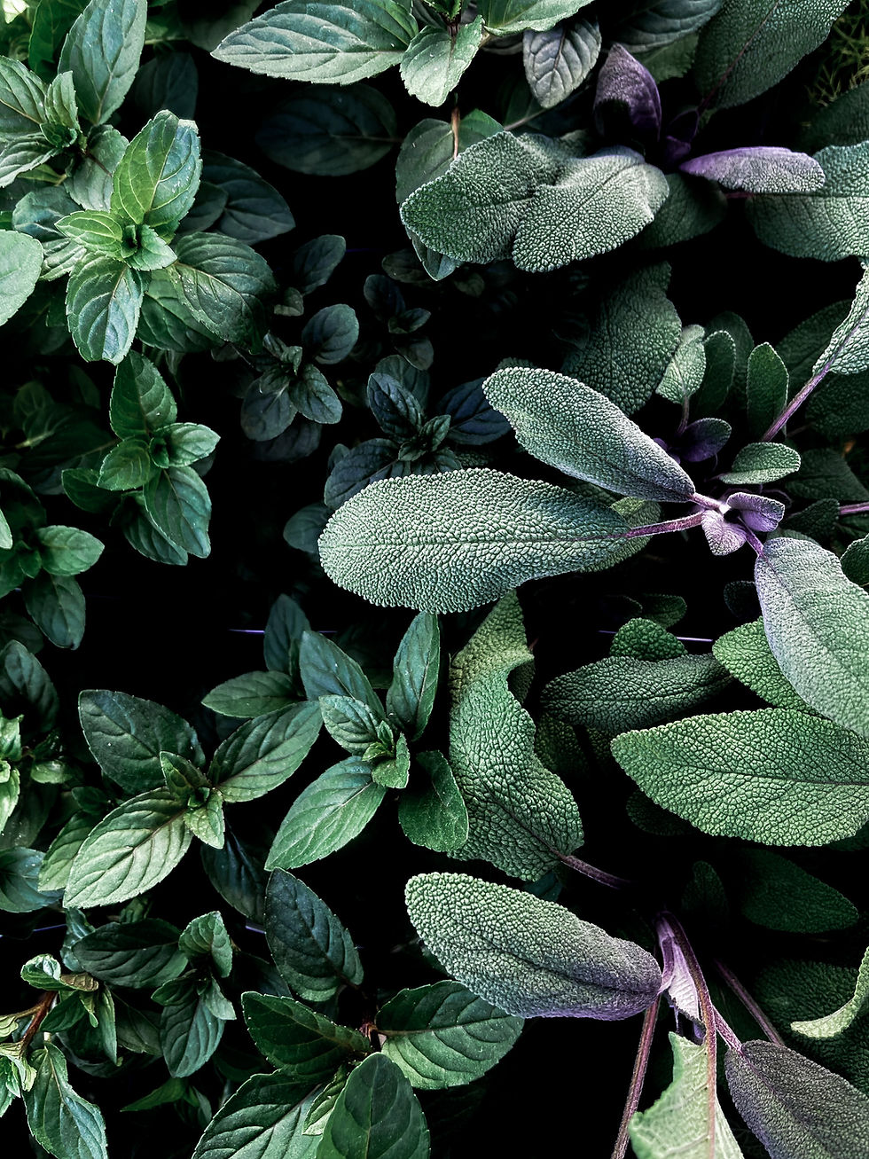salvia