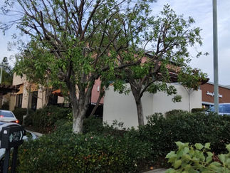  Image depicts a person wearing protective gear while trimming a tree branch. The individual is using specialized equipment to carefully prune the branch. The background suggests an outdoor setting, likely a commercial property. This image is associated with Pacific Commercial Property Services, a licensed and bonded business specializing in commercial landscaping and property maintenance services.