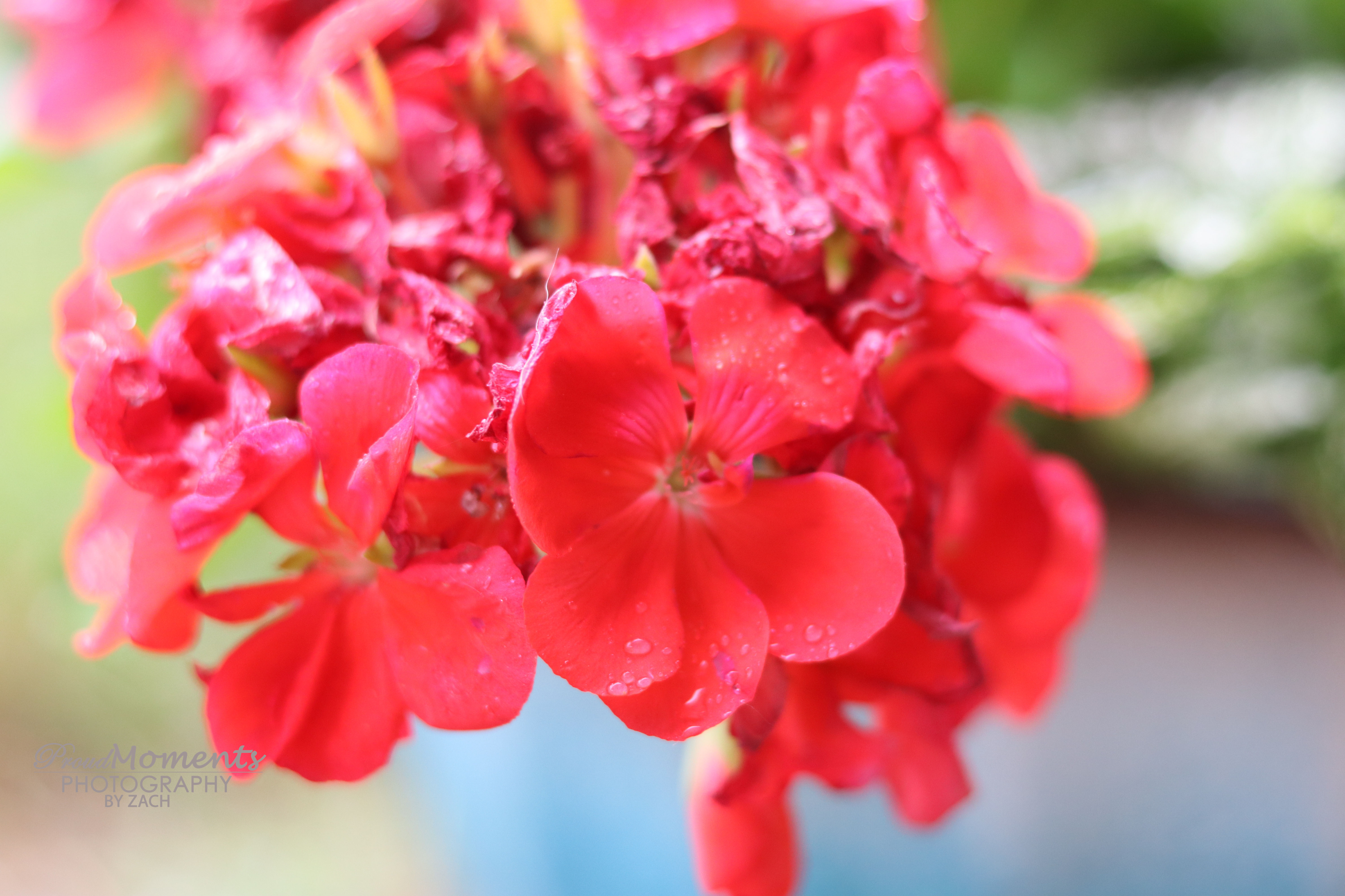 Nature Photo Print 3