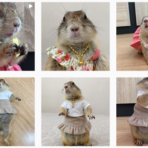 萌胖土撥鼠「化身時尚教主」完美駕馭各種穿搭