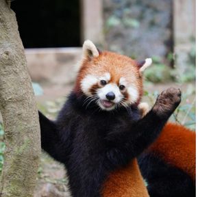 日本小熊貓俏皮吐舌+拋媚眼萌力爆表