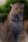 DSC_7974-Enhanced-NR.jpg
