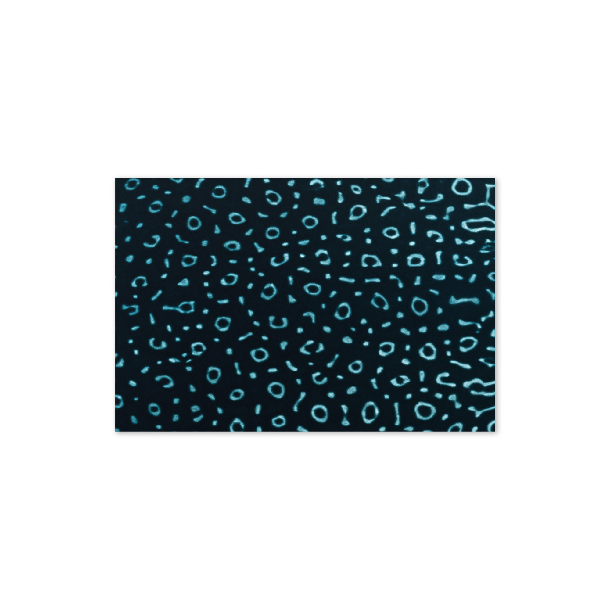 Eagle Ray Greeting Card