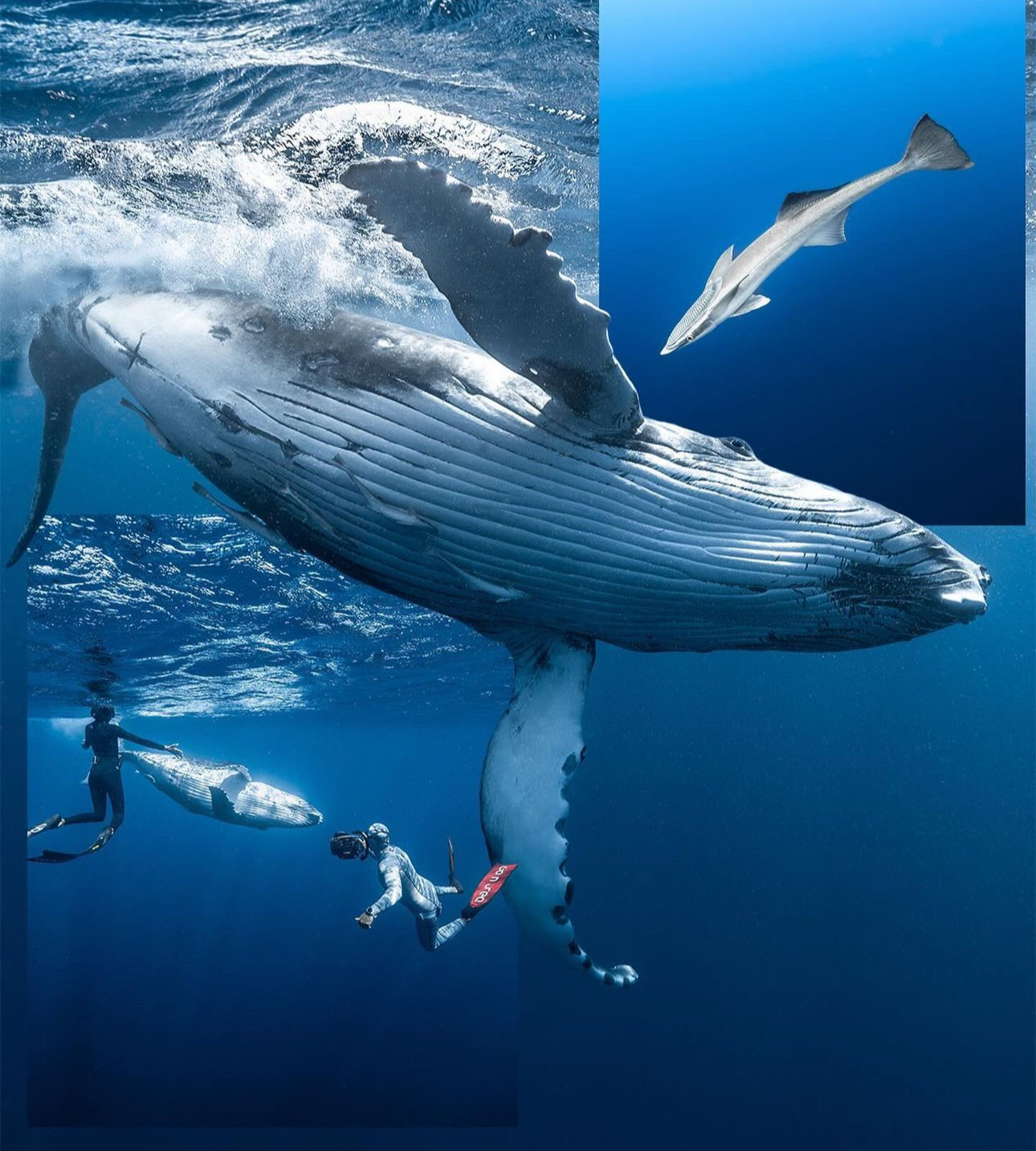 Humpback Whale Swim 2025 Ocean Outcasts