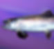 RAINBOW TROUT
