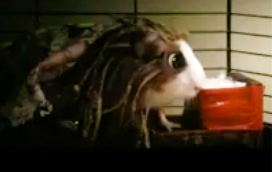 GUINEA PIG DREADLOCKS