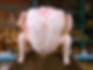 BIG TURKEY