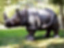 INDIAN RHINO