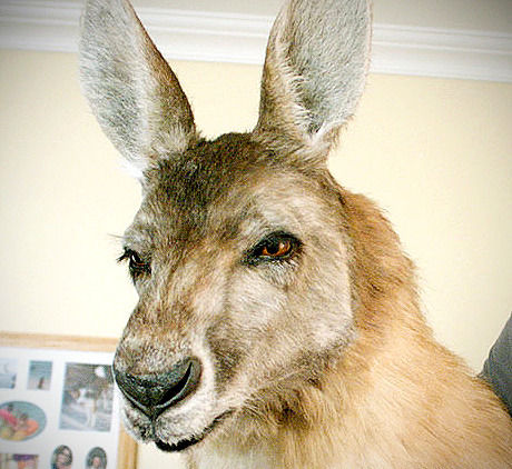 KANGAROO