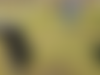 Акція «Посади дерево»