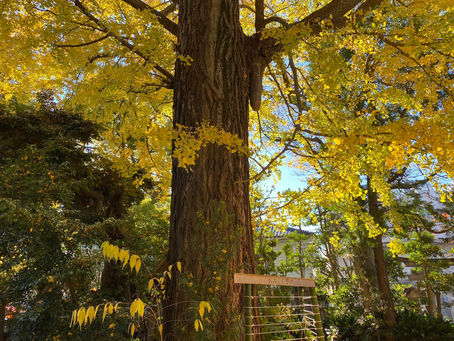 「1月8日(土)開催 リーダーのための言霊塾 初伝」のご感想を紹介いたします。