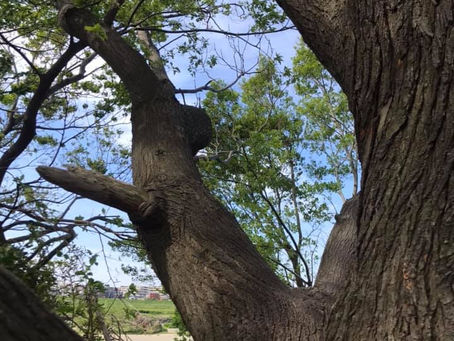タイムライン・セラピー