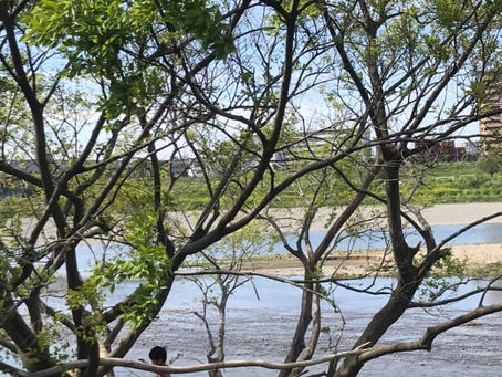 明日はNLP文化祭。「新型コロナウィルス パンデミック:NLP視点からの学び」