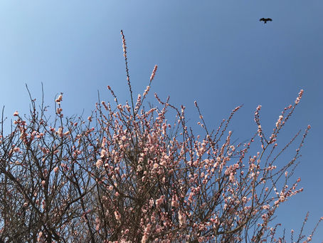 「心の平和の大切さ~つながり」