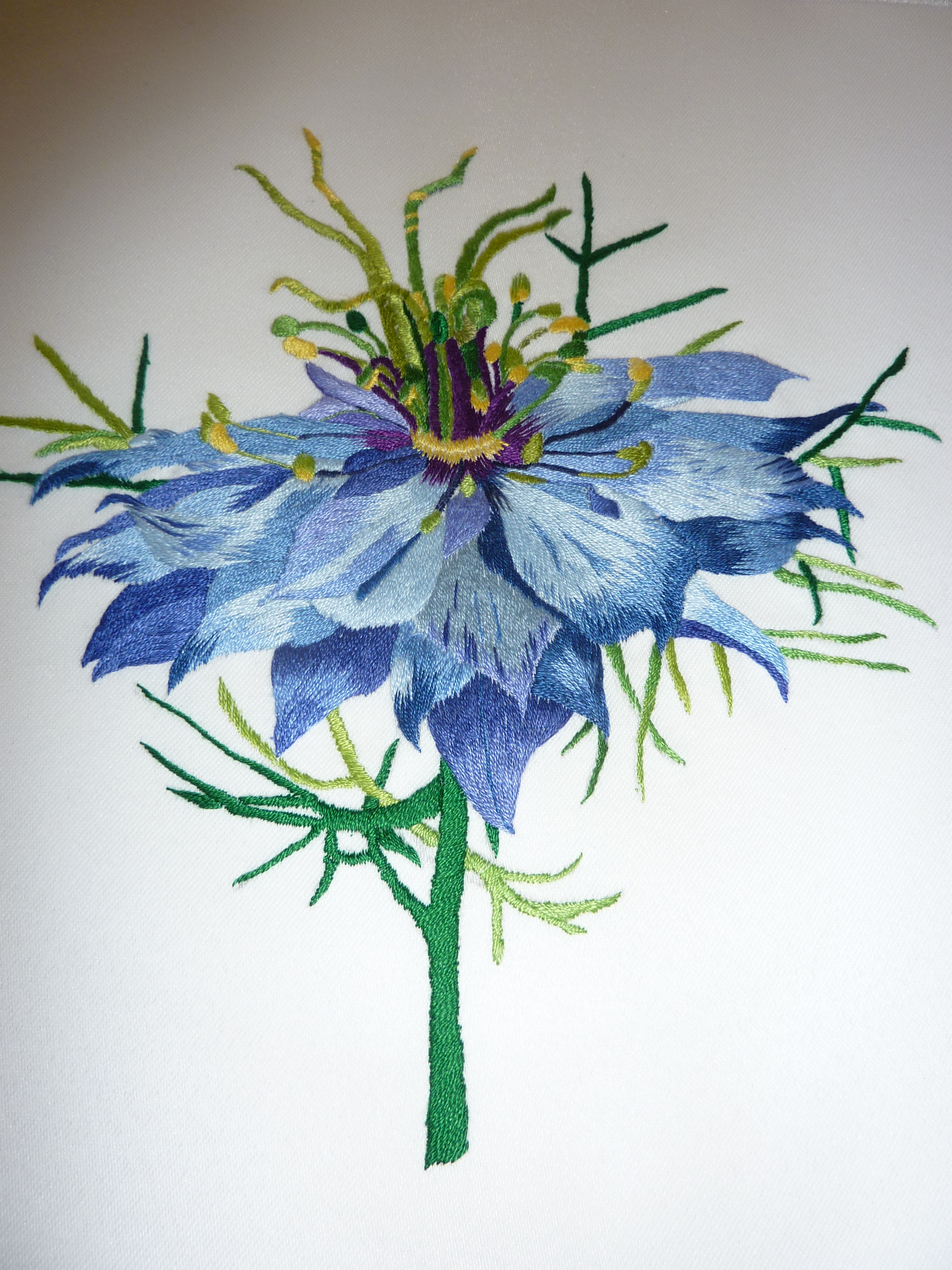 Damask nigella