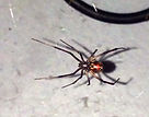 spider pest control