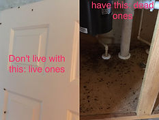 Roach Eradications | A1 Home Pest Control