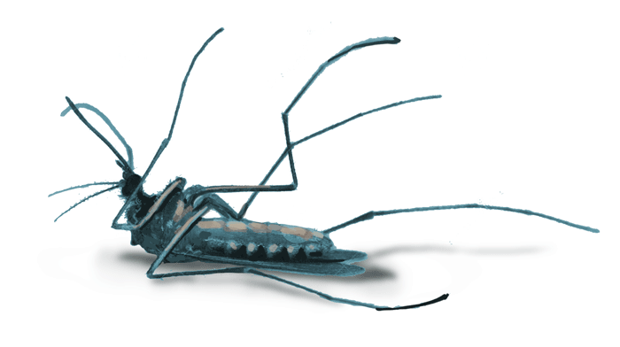 Dead mosquito