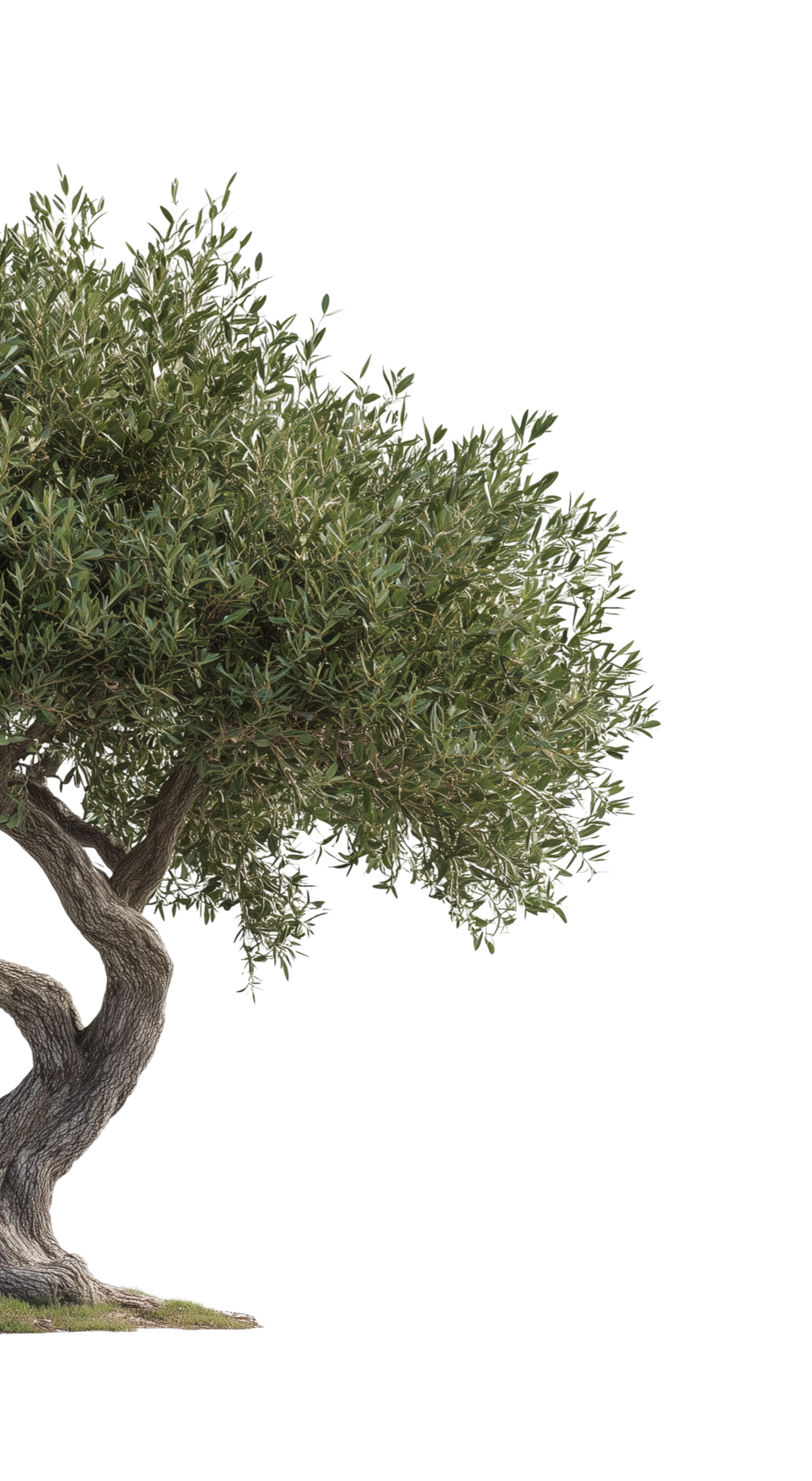 AdobeStock_1155522585_edited.png
