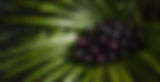 Firefly_fruta Açaí en palmera de acazeiro, estético, iluminación cinematográfica, fotogr