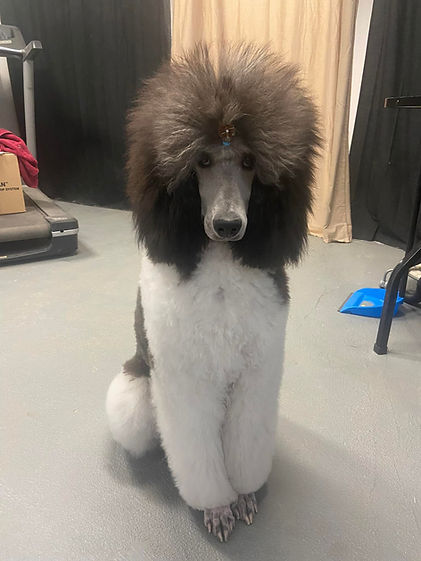 Standard Poodle puppy Pagosa