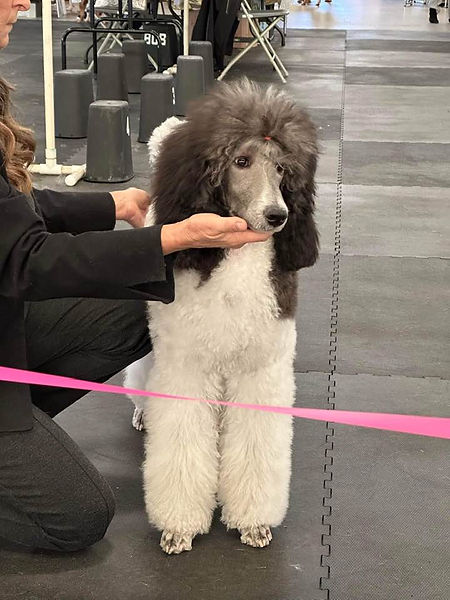 Pagosa in Show