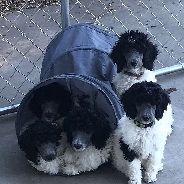One $5 hamper at Walmart with puppies