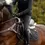Thumbnail: Zwarte Mrs. Ros Silhouette rijbroek gedragen te paard, zichtbaar met zadel en witte enkelstukken.