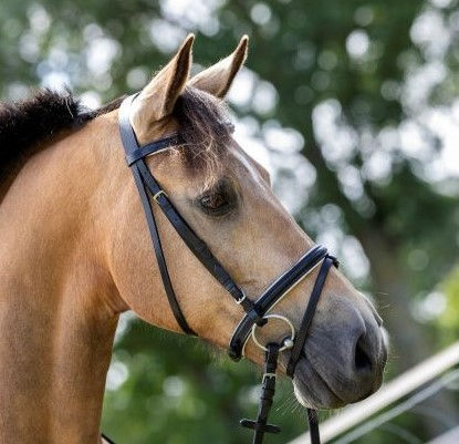 HB Hoofdstel Basic wit onderlegd met gecombineerde neusriem en RVS fournituren